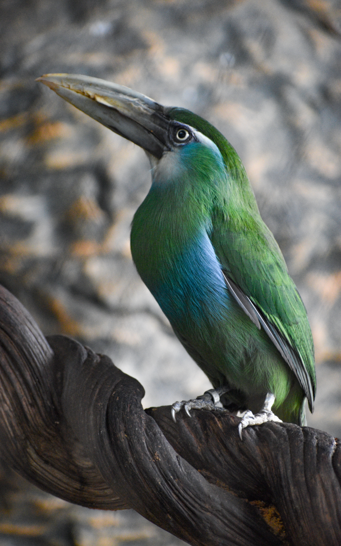 Apr. 2025 - Orinoco Rainforest: Understory - Hidden Treasure - Blue-banded Toucanet