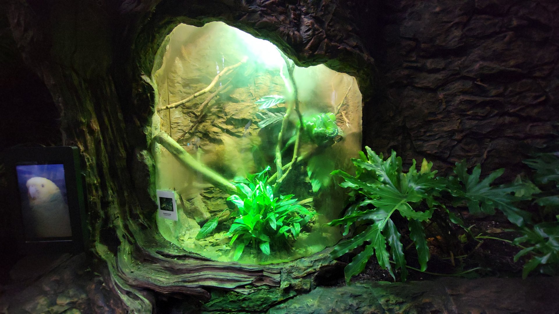 Apr. 2025 - Orinoco Rainforest: Understory - Hidden Treasure - Emerald Tree Boa Exhibit