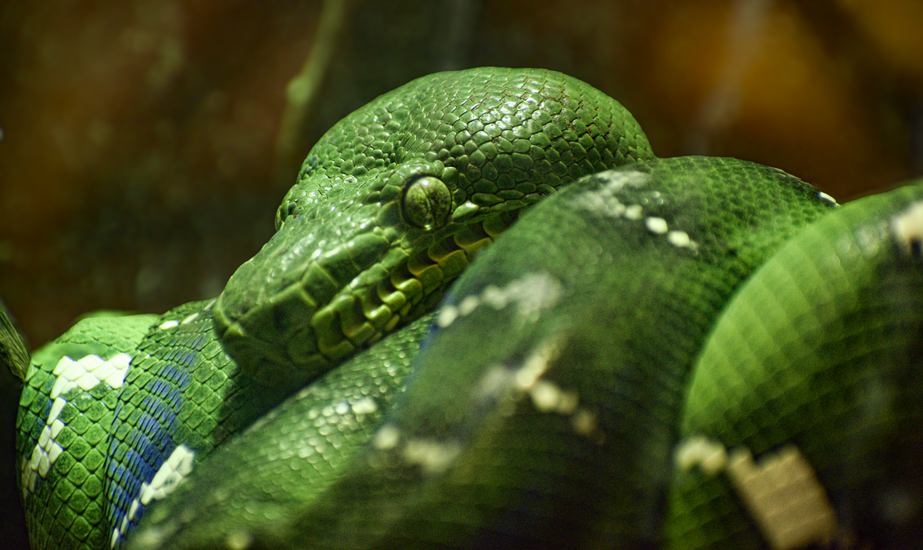 Apr. 2025 - Orinoco Rainforest: Understory - Hidden Treasure - Emerald Tree Boa