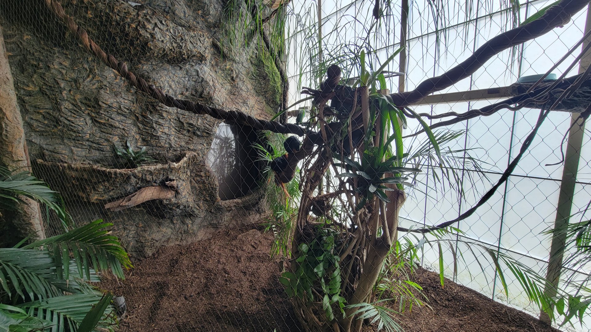 Apr. 2025 - Orinoco Rainforest: Understory - Hidden Treasure - Golden-headed Lion Tamarin & Blue-banded Toucanet Exhibit