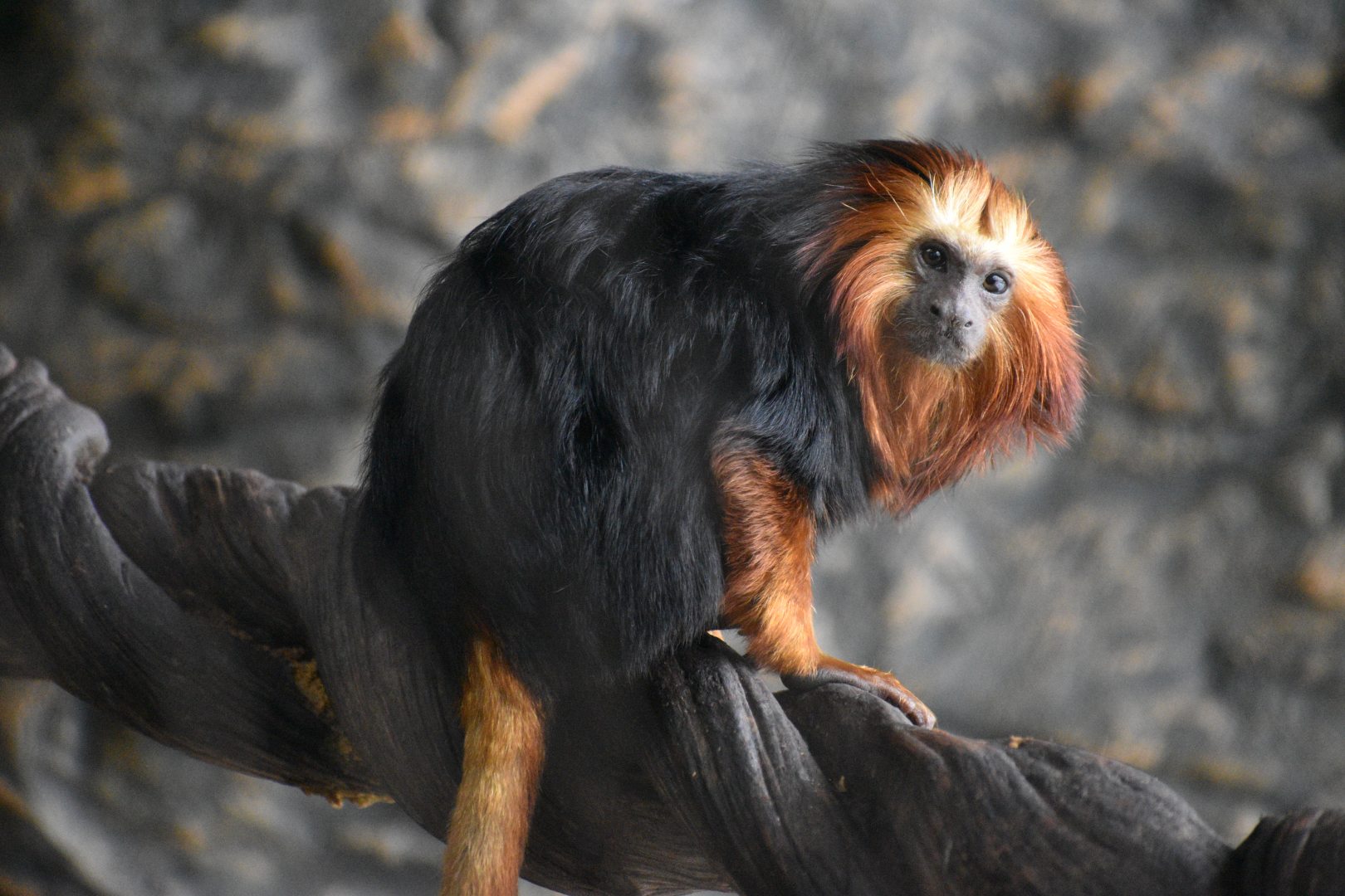 Apr. 2025 - Orinoco Rainforest: Understory - Hidden Treasure - Golden-headed Lion Tamarin