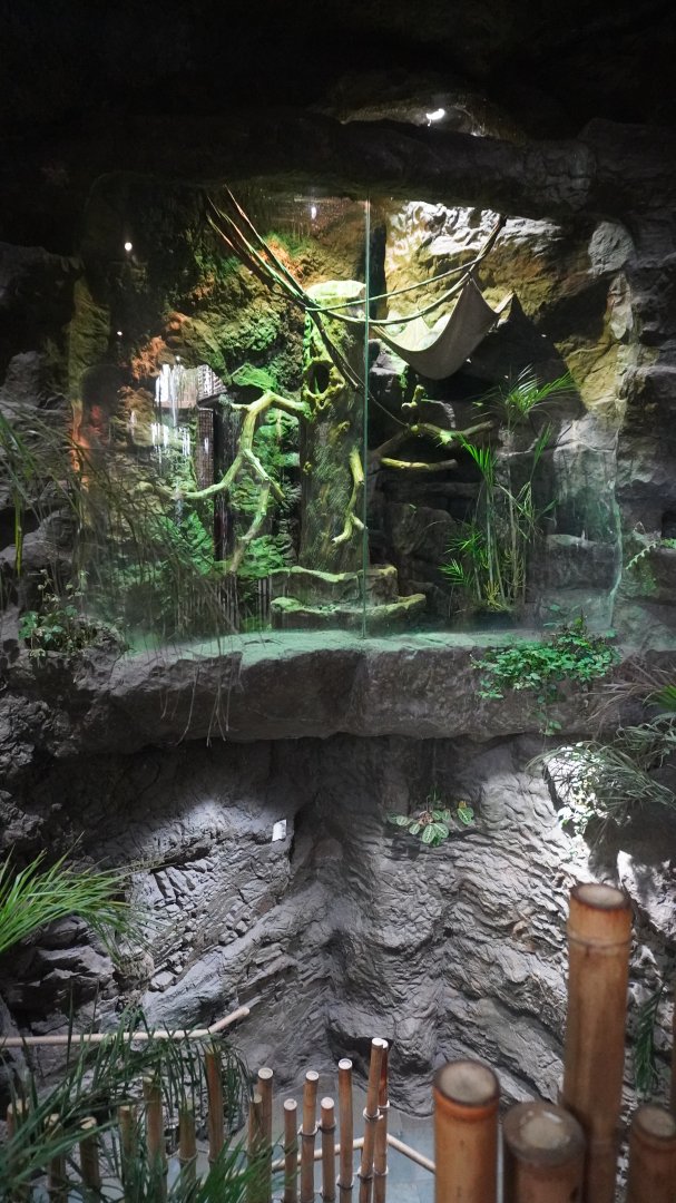 Apr. 2025 - Orinoco Rainforest: Understory - Hoffman's Two-toed Sloth Exhibit (Above Steps)