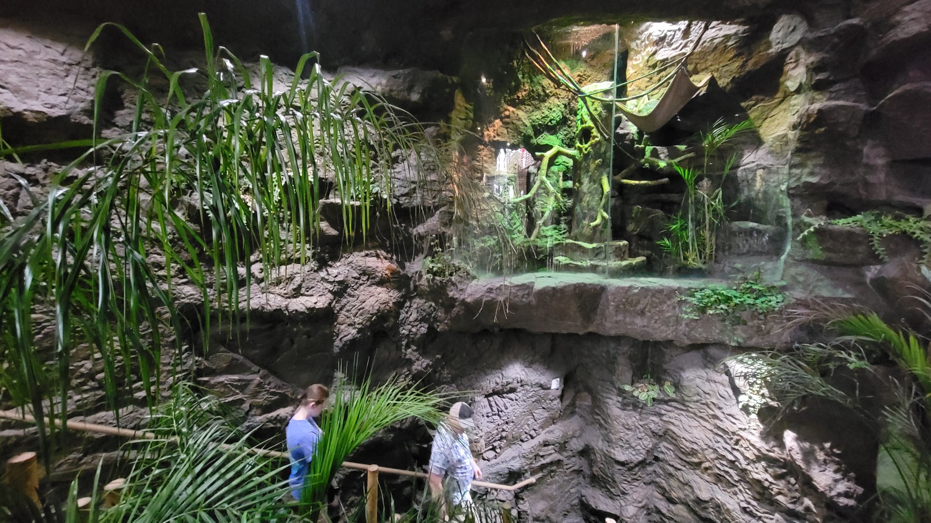 Apr. 2025 - Orinoco Rainforest: Understory - Hoffman's Two-toed Sloth Exhibit (Above Steps)