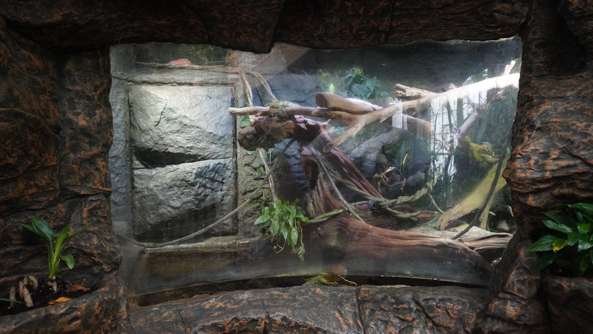 Apr. 2025 - Orinoco Rainforest: Understory - Lizard Cove - Caiman Lizard Exhibit
