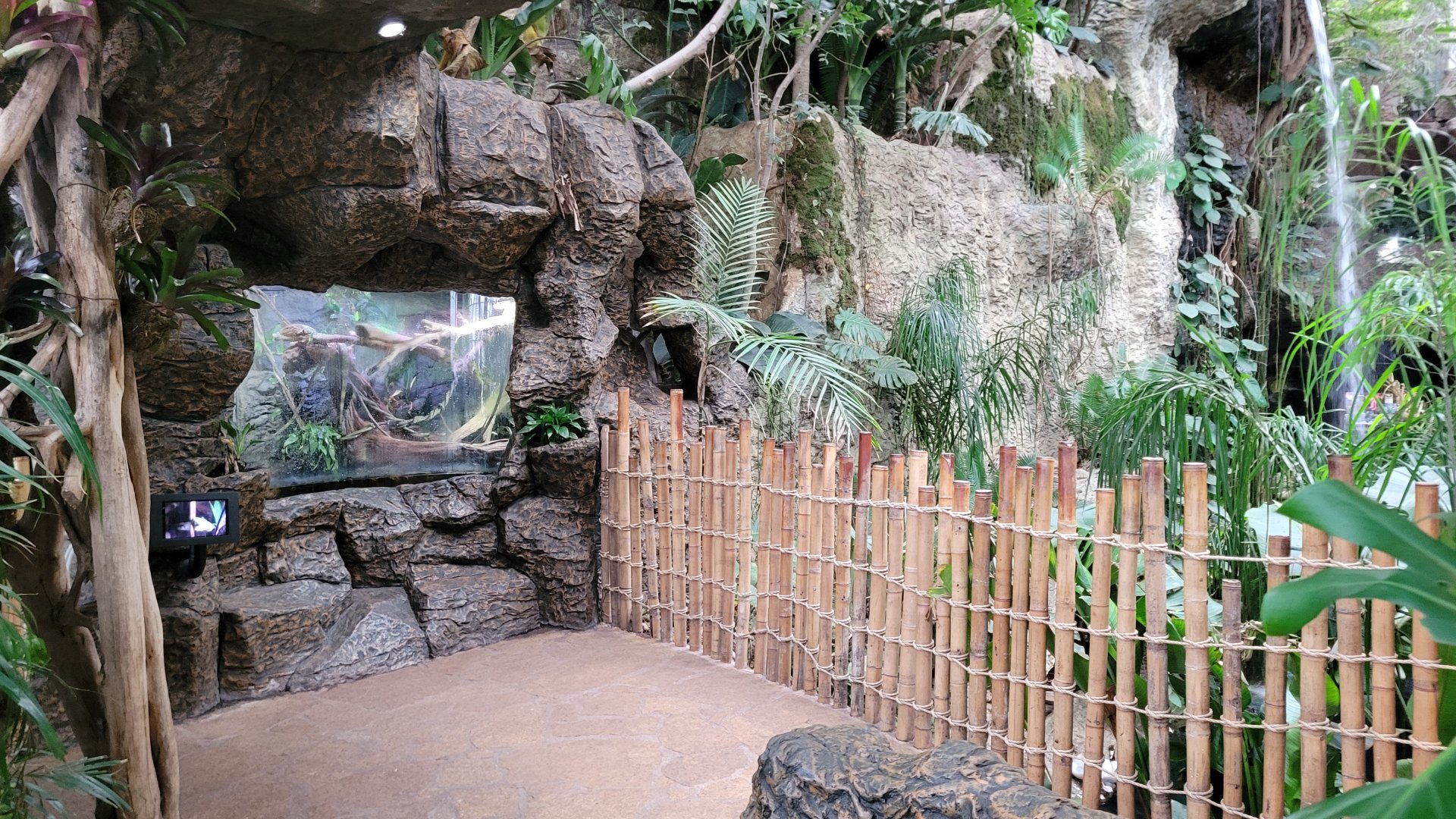 Apr. 2025 - Orinoco Rainforest: Understory - Lizard Cove - Caiman Lizard Exhibit