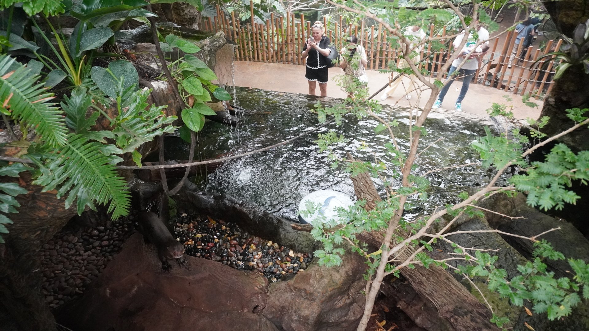Apr. 2025 - Orinoco Rainforest: Understory - Lobos Del Rio - Giant Otter Exhibit (From Above)