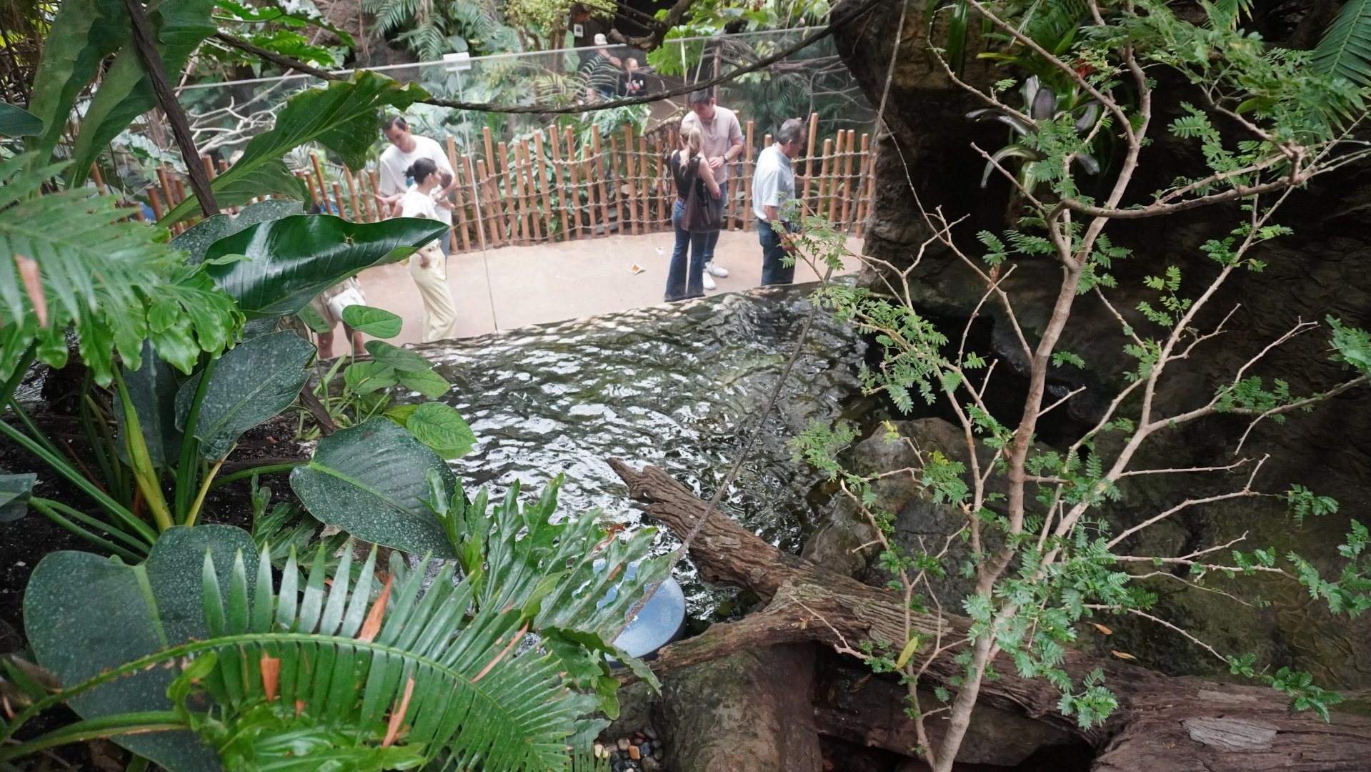Apr. 2025 - Orinoco Rainforest: Understory - Lobos Del Rio - Giant Otter Exhibit (From Above)