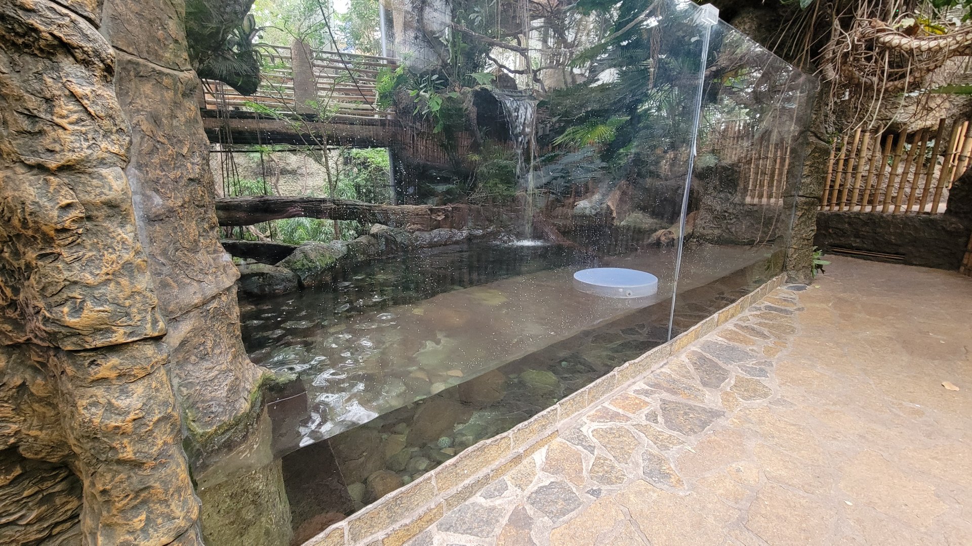 Apr. 2025 - Orinoco Rainforest: Understory - Lobos Del Rio - Giant Otter Exhibit