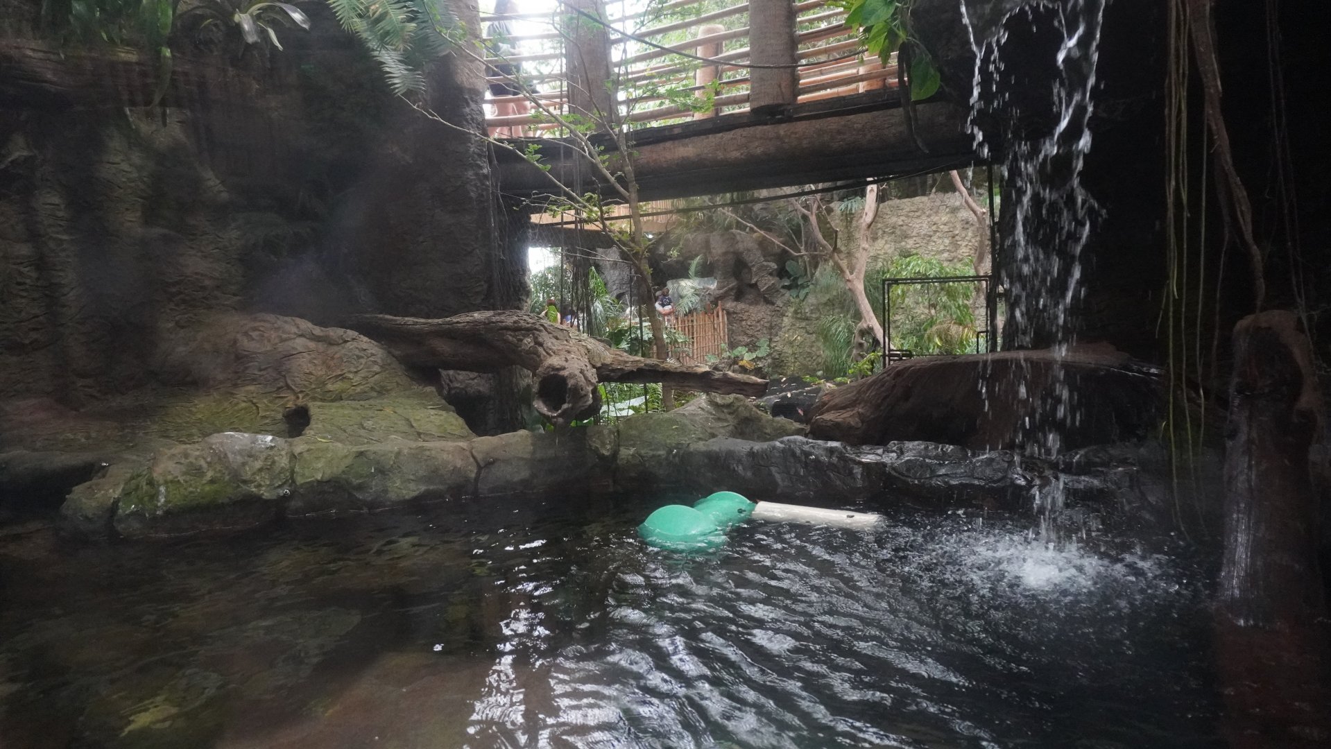 Apr. 2025 - Orinoco Rainforest: Understory - Lobos Del Rio - Giant Otter Exhibit