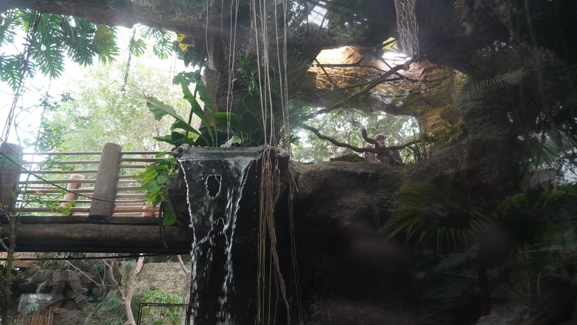 Apr. 2025 - Orinoco Rainforest: Understory - Lobos Del Rios - Giant Otter + Pied Tamarin Exhibits