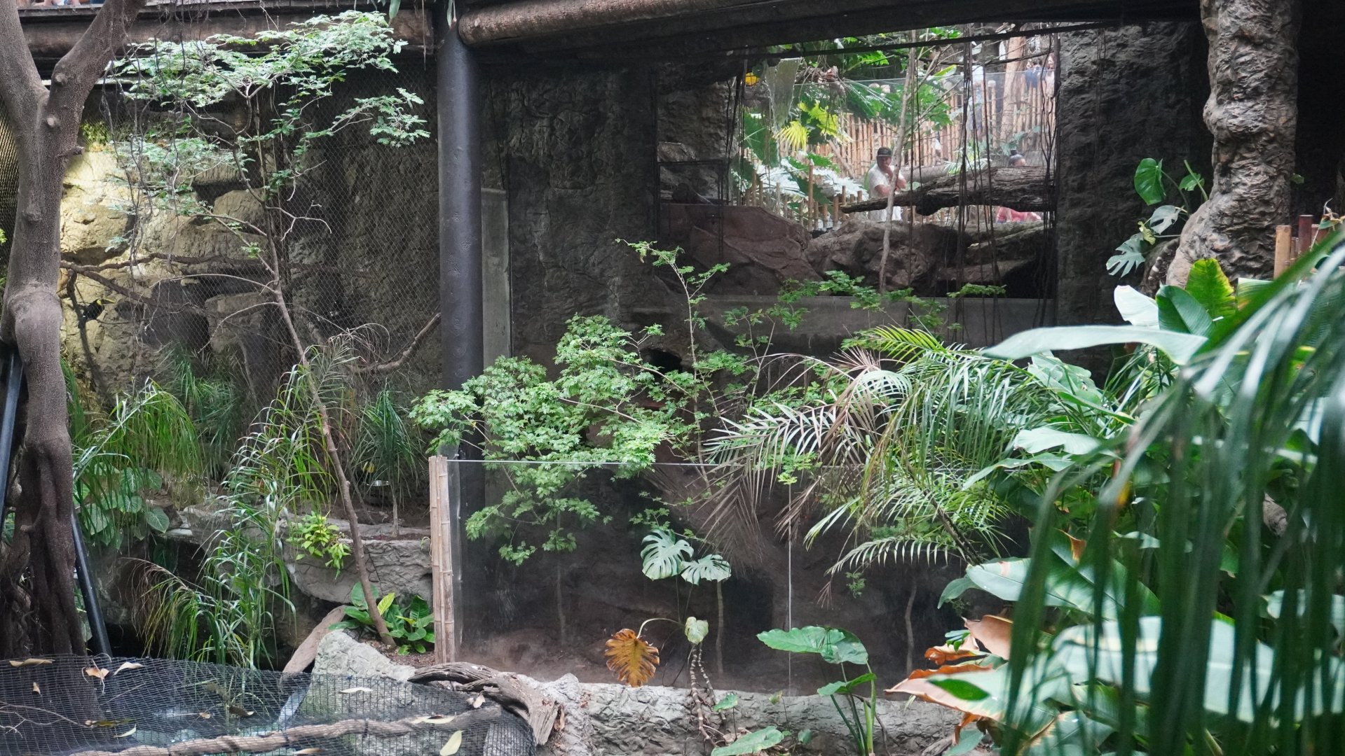 Apr. 2025 - Orinoco Rainforest: Understory - Otter + Toucan Exhibits