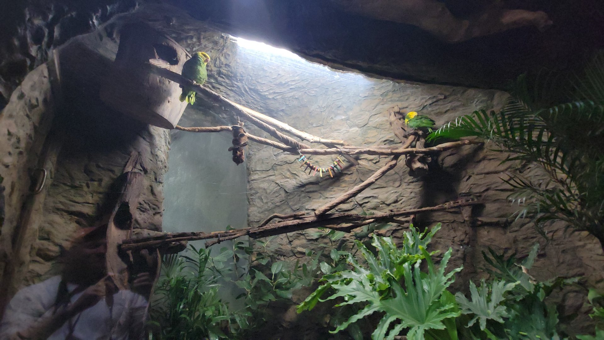 Apr. 2025 - Orinoco Rainforest: Understory - The River's Edge - Double-yellow Banded Amazon Parrot Exhibit