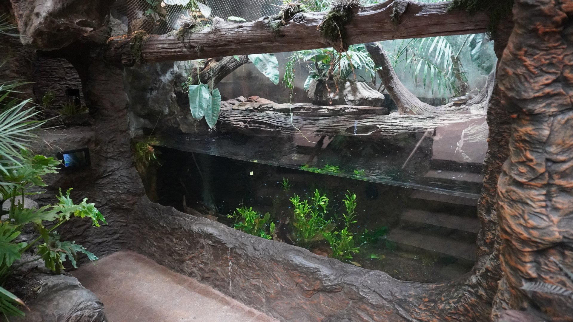 Apr. 2025 - Orinoco Rainforest: Understory - The River's Edge - Green Anaconda Exhibit