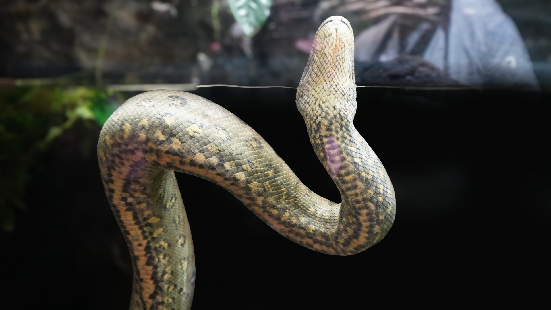 Apr. 2025 - Orinoco Rainforest: Understory - The River's Edge - Green Anaconda