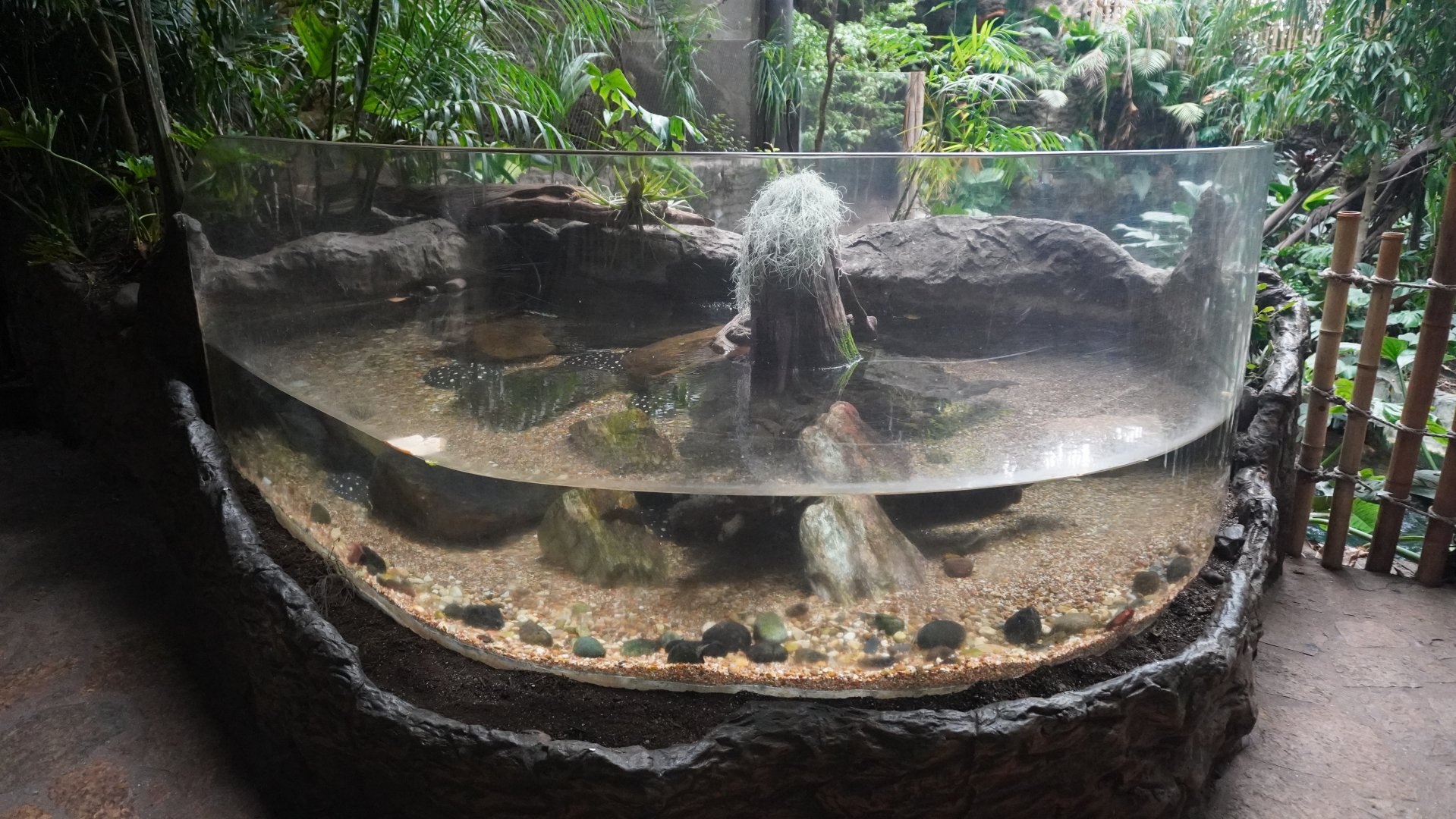 Apr. 2025 - Orinoco Rainforest: Understory - White-blotched River Ray Exhibit