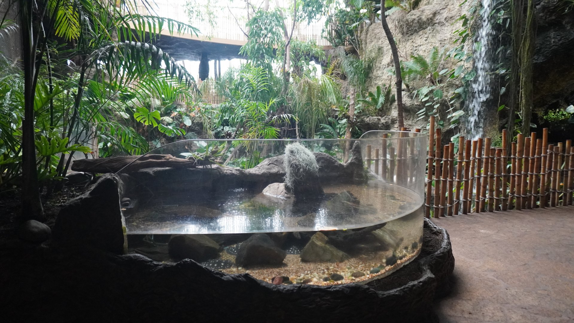 Apr. 2025 - Orinoco Rainforest: Understory - White-blotched River Ray Exhibit