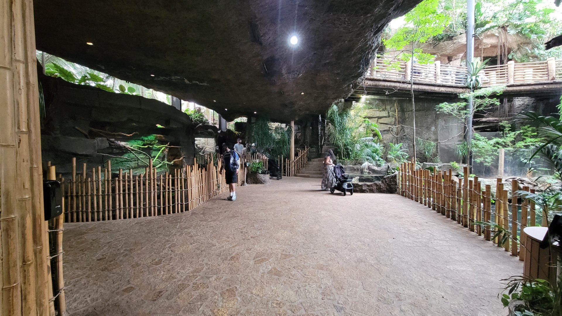 Apr. 2025 - Orinoco Rainforest: Understory