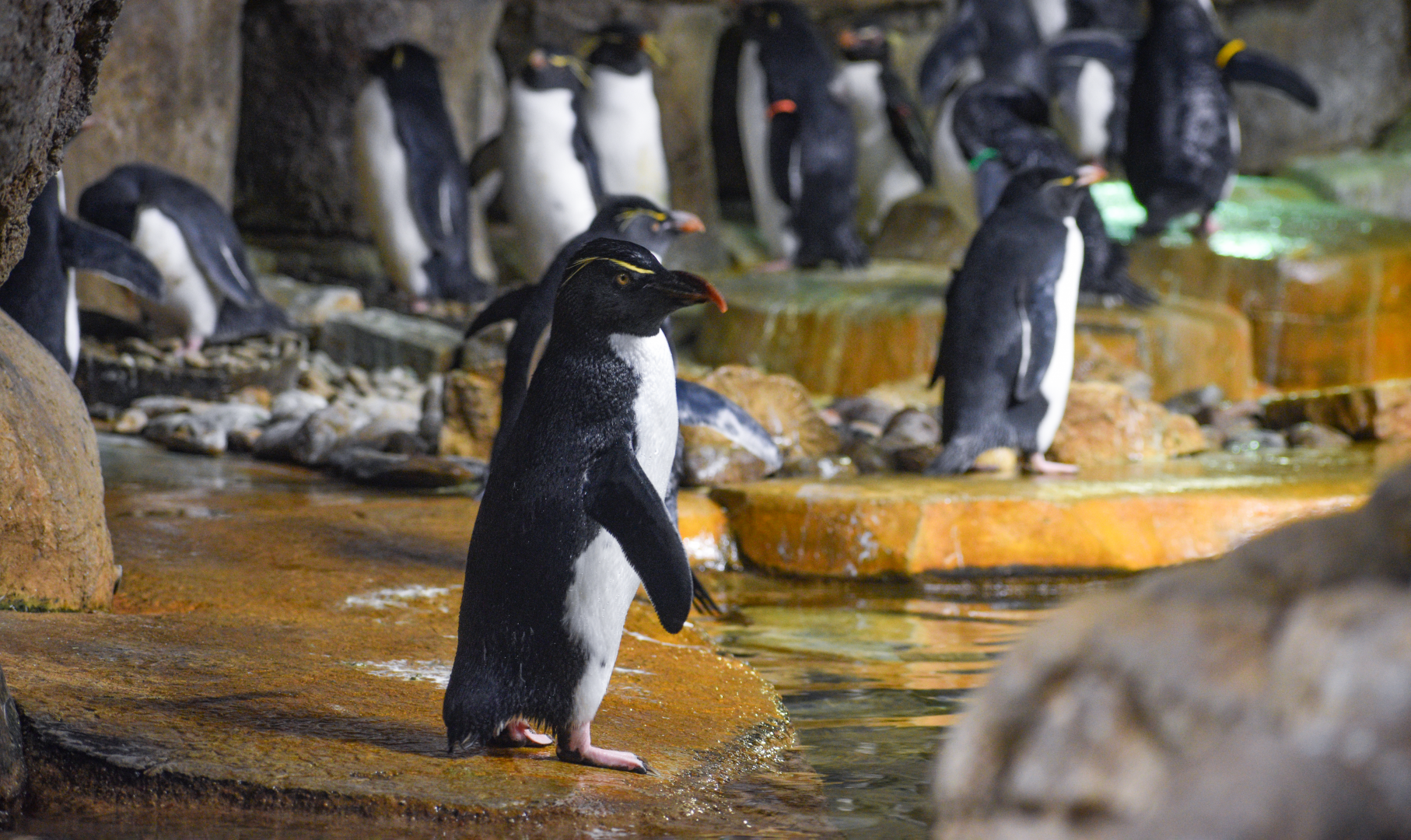 Apr. 2025 - Penguins - Southern Rockhopper Penguin