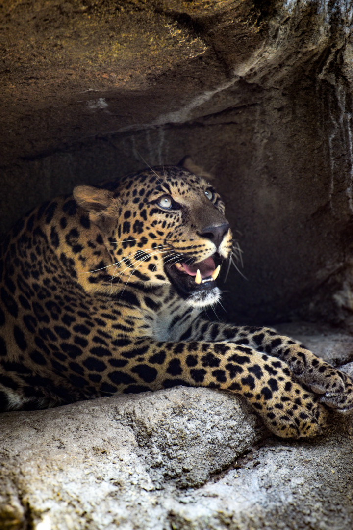 Apr. 2025 - Predators of Asia & Africa - Leopard
