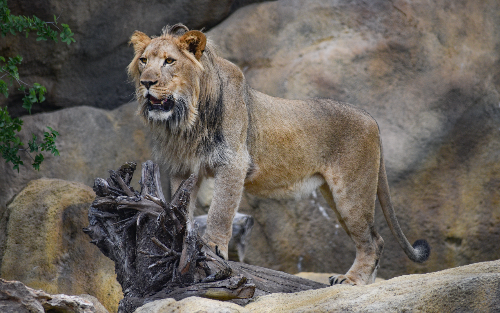 Apr. 2025 - Predators of Asia & Africa - Moja