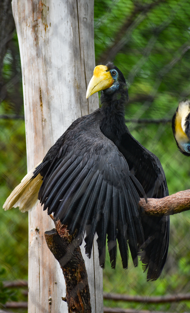 Apr. 2025 - Predators of Asia & Africa - Wrinkled Hornbill