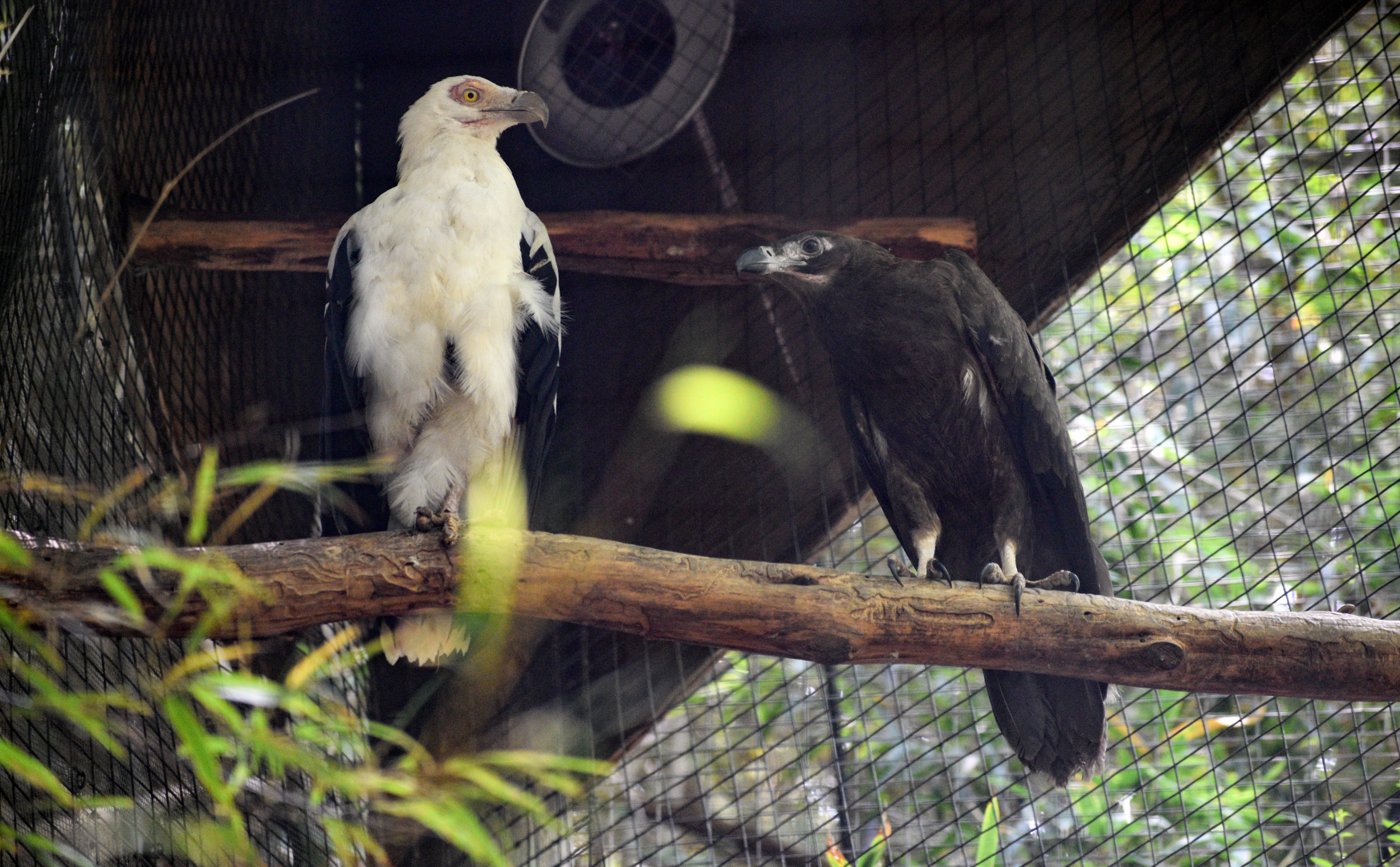 Apr. 2025 - Raptor Canyon - Palm-nut Vultures