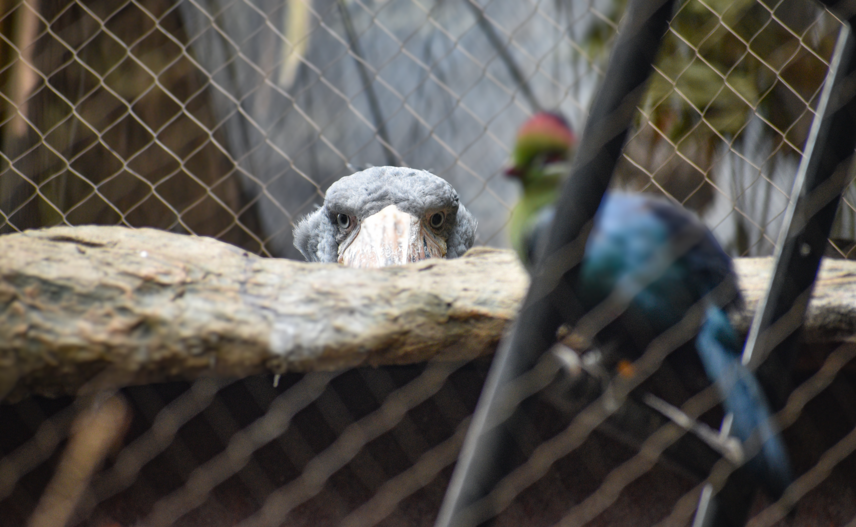 Apr. 2025 - Shoebill & Turaco taken from the Cape of Good Hope