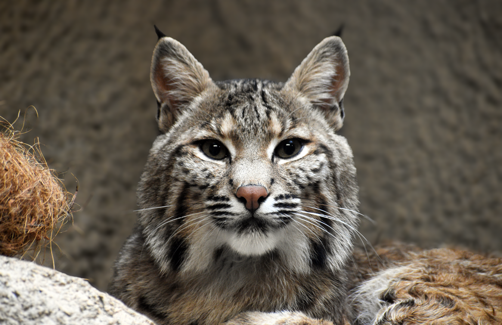 Apr. 2025 - Texas Wild! - Bobcat