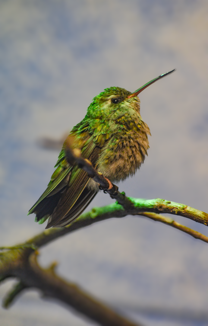 Apr. 2025 - Texas Wild! - Broad-billed Hummingbird