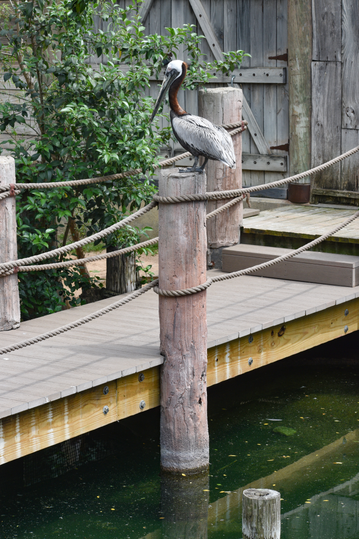 Apr. 2025 - Texas Wild! - Brown Pelican