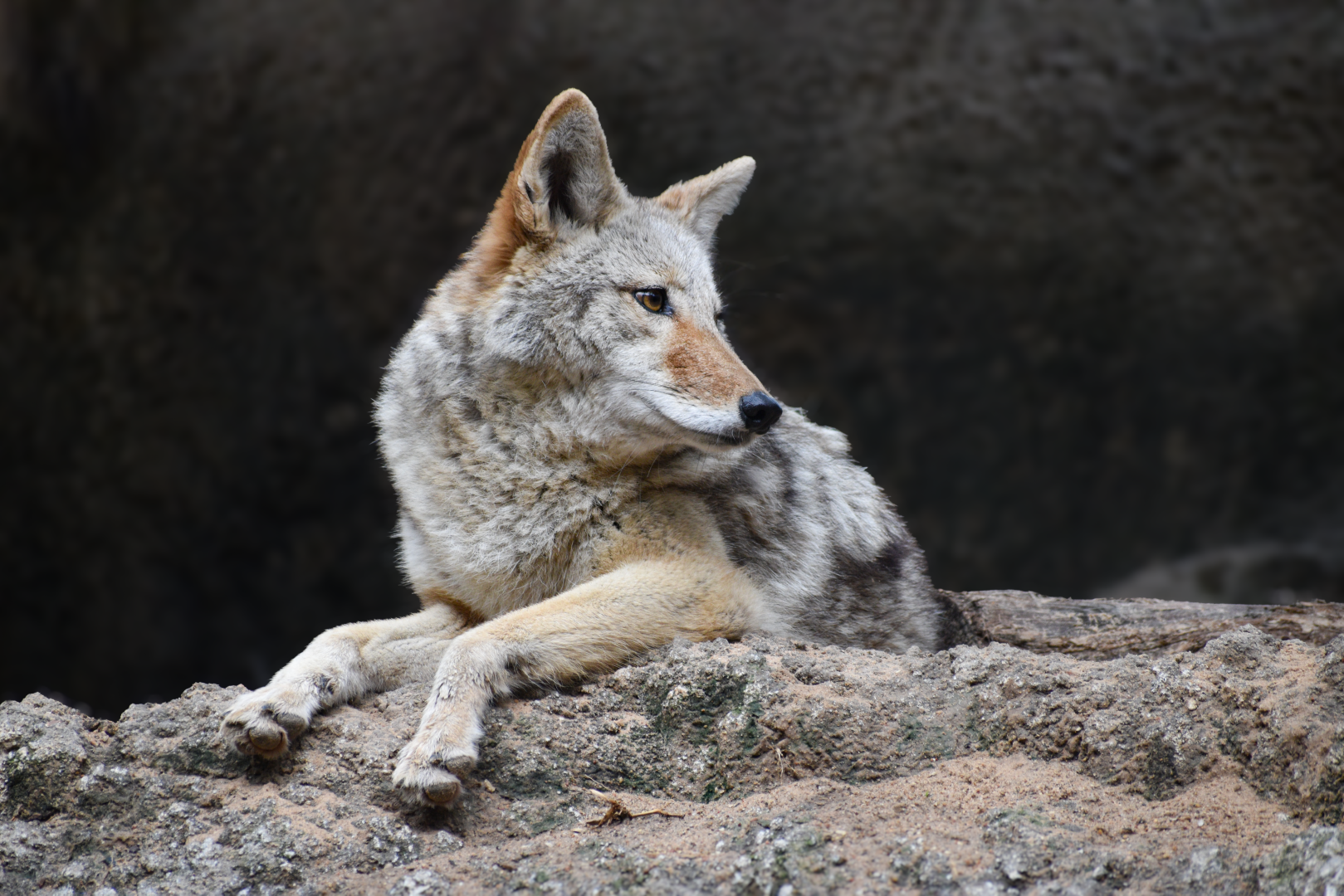 Apr. 2025 - Texas Wild! - Coyote