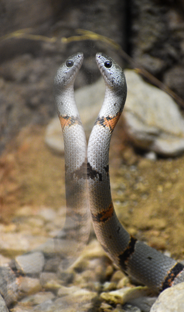 Apr. 2025 - Texas Wild! - Grey-banded Kingsnake