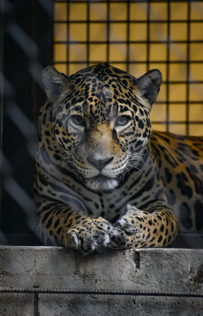 Apr. 2025 - Texas Wild! - Jaguar