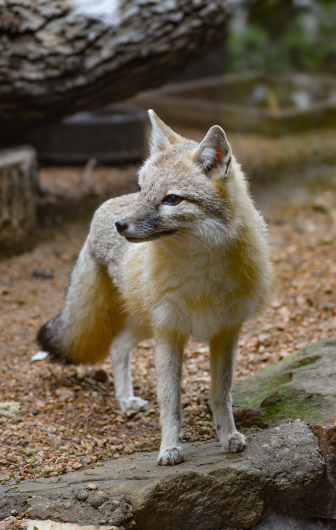 Apr. 2025 - Texas Wild! - Swift Fox