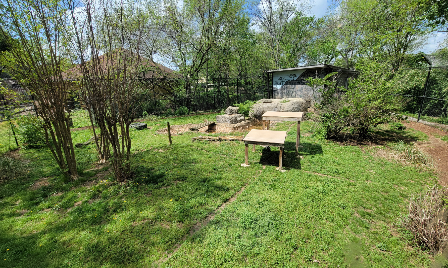 Apr. 2025 - Walkin’ the Tracks - Cougar Exhibit