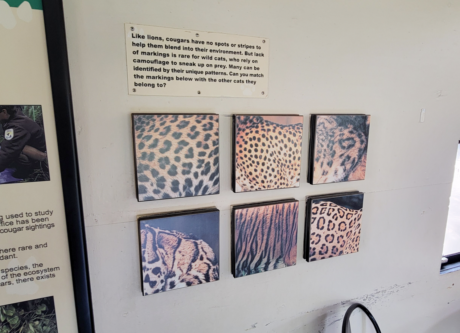 Apr. 2025 - Walkin’ the Tracks - Cougar Viewing