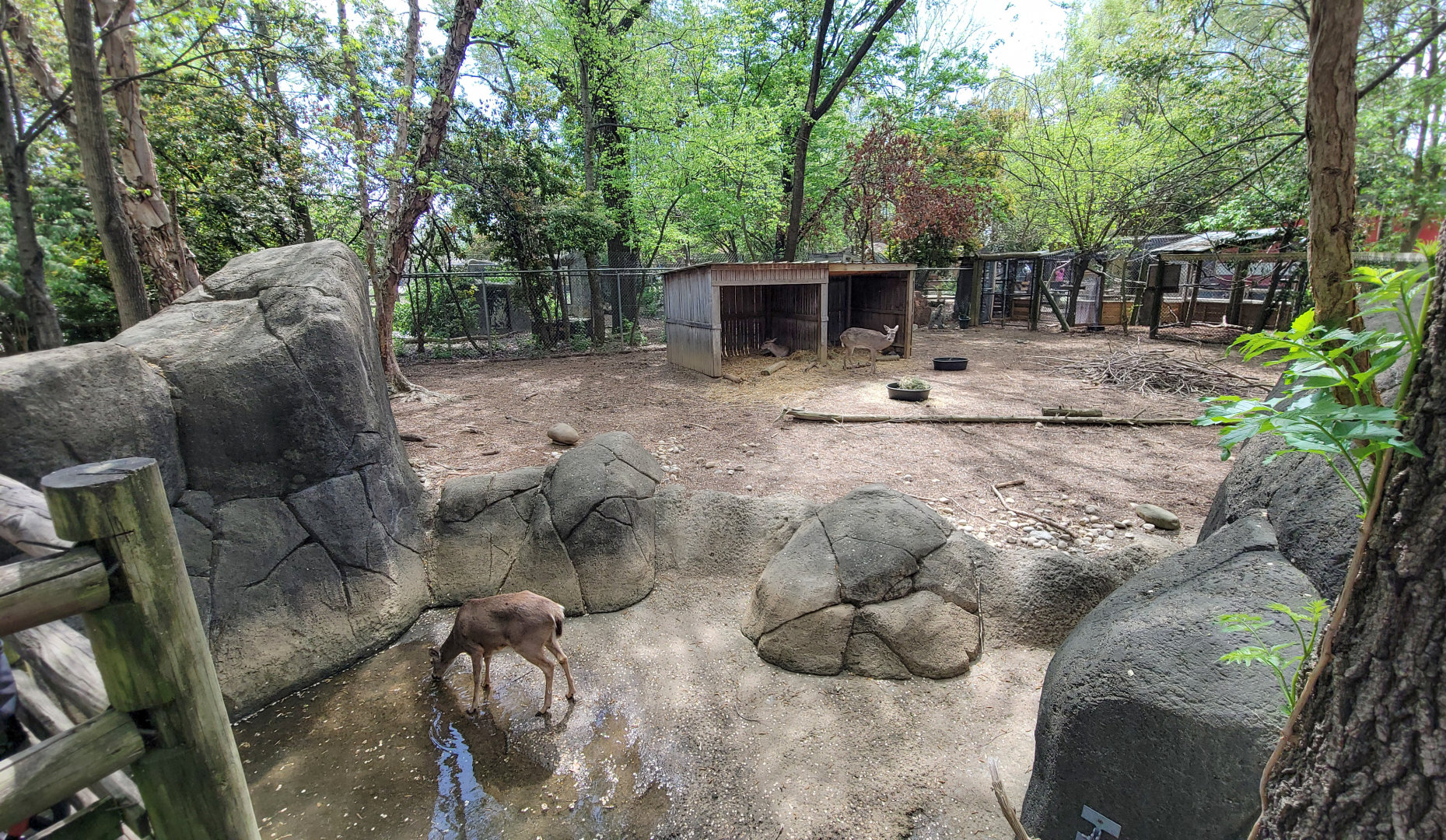 Apr. 2025 - Walkin’ the Tracks - White-tailed Deer/Red-eared Slider/River Cooter Exhibit