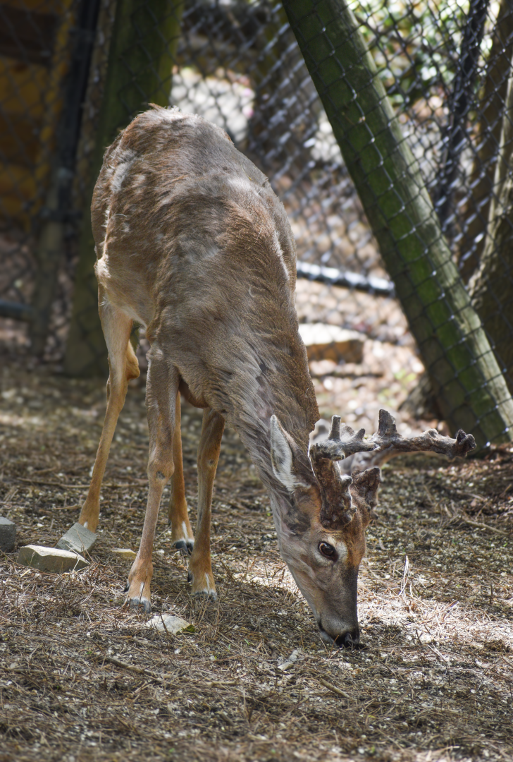 Apr. 2025 - Walkin’ the Tracks - White-tailed Deer