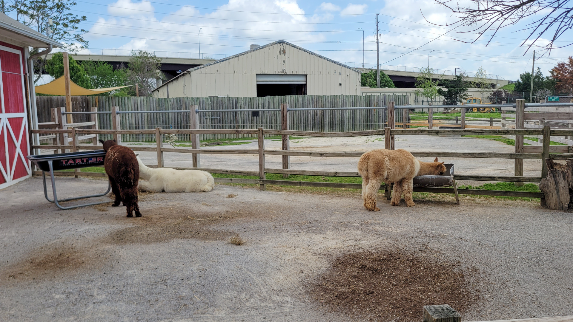Apr. 2025 - Warner Park Ranch - Huacaya Alpaca Exhibit