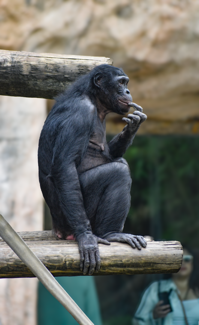 Apr. 2025 - World of Primates - Bonobo