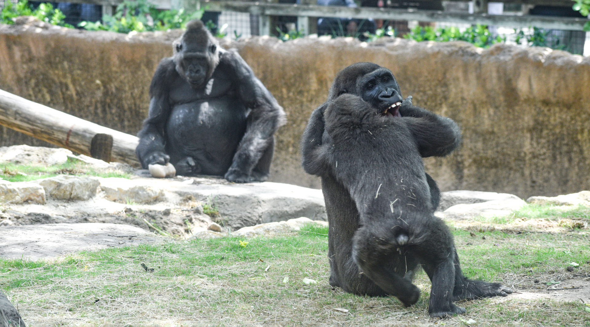 Apr. 2025 - World of Primates - Gorillas