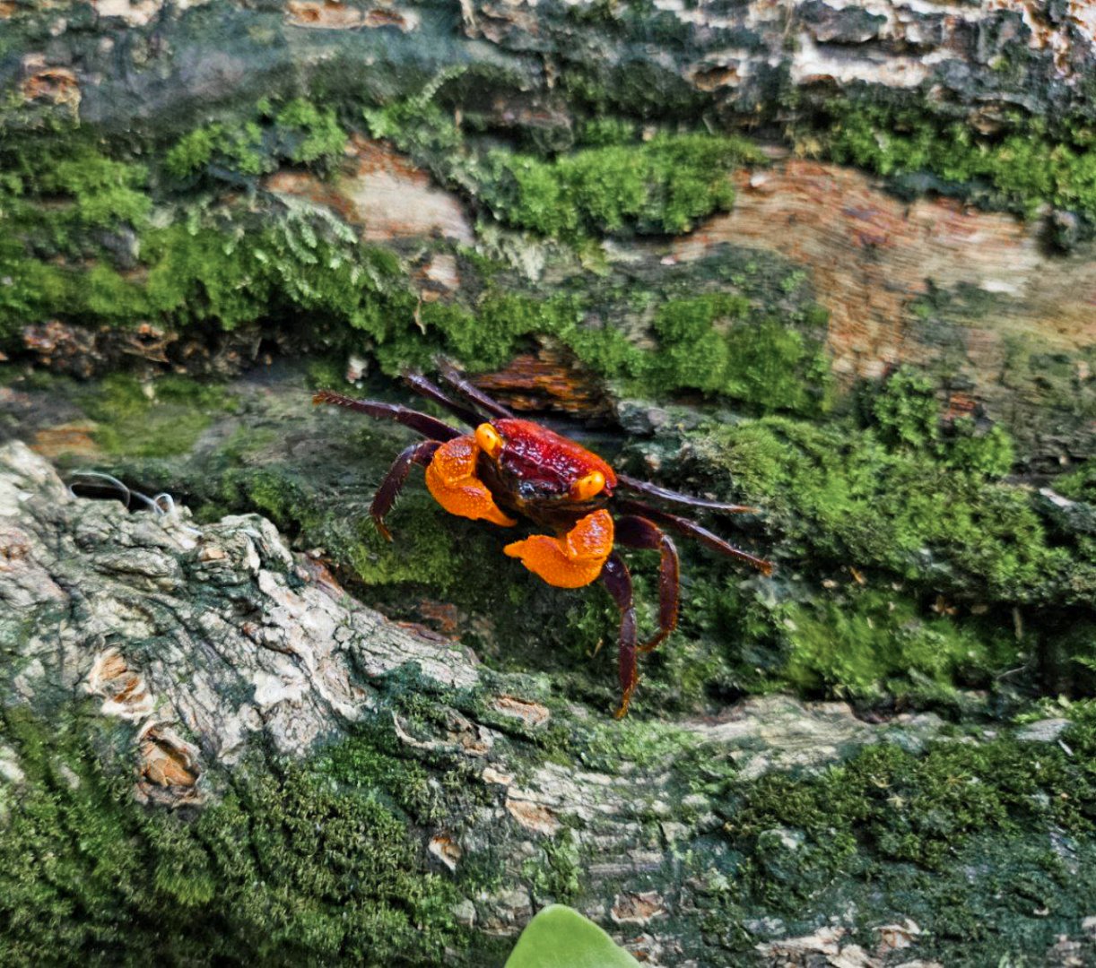 Apricot Vampire Crab (Geosesarma sp.)