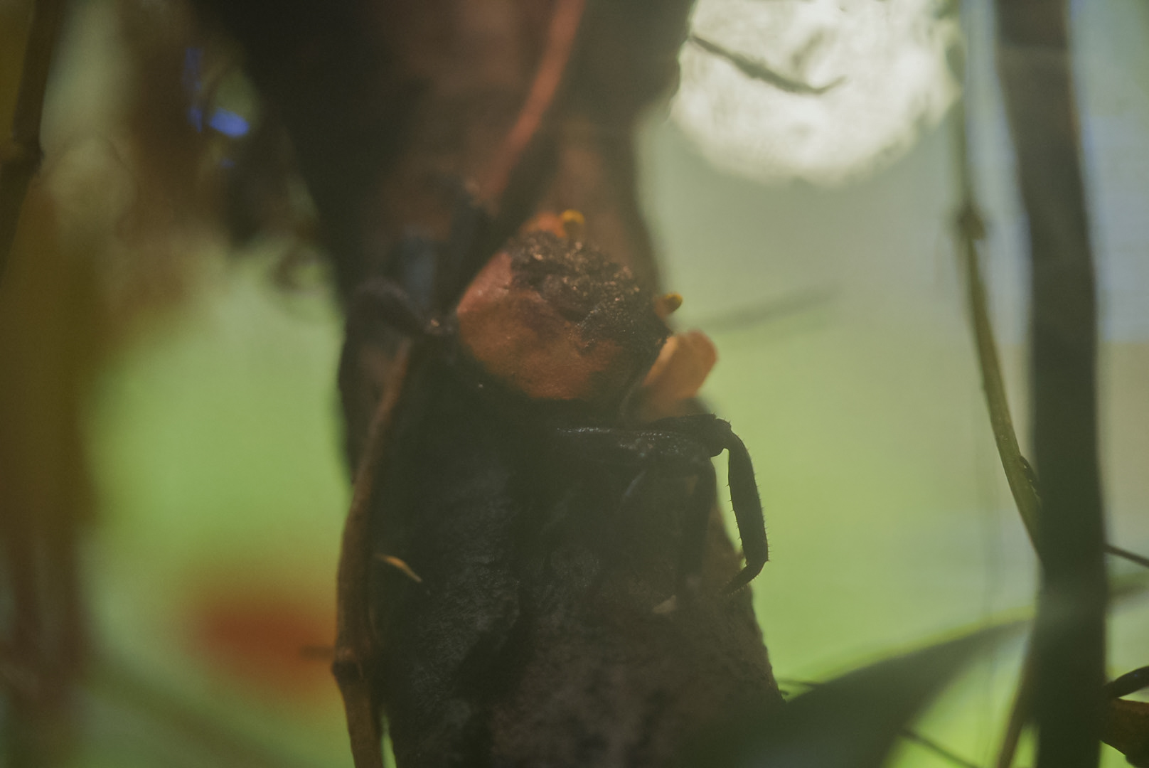 Apricot Vampire Crab