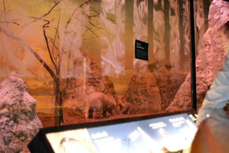 April 09 New aardvark exhibit in giraffe house