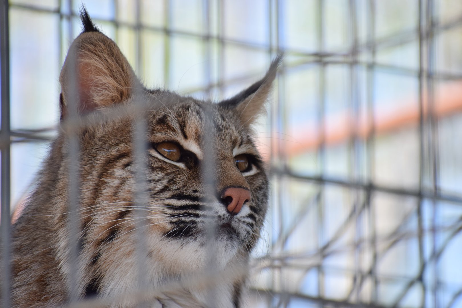 [April 2019] bobcat (Lynx rufus)