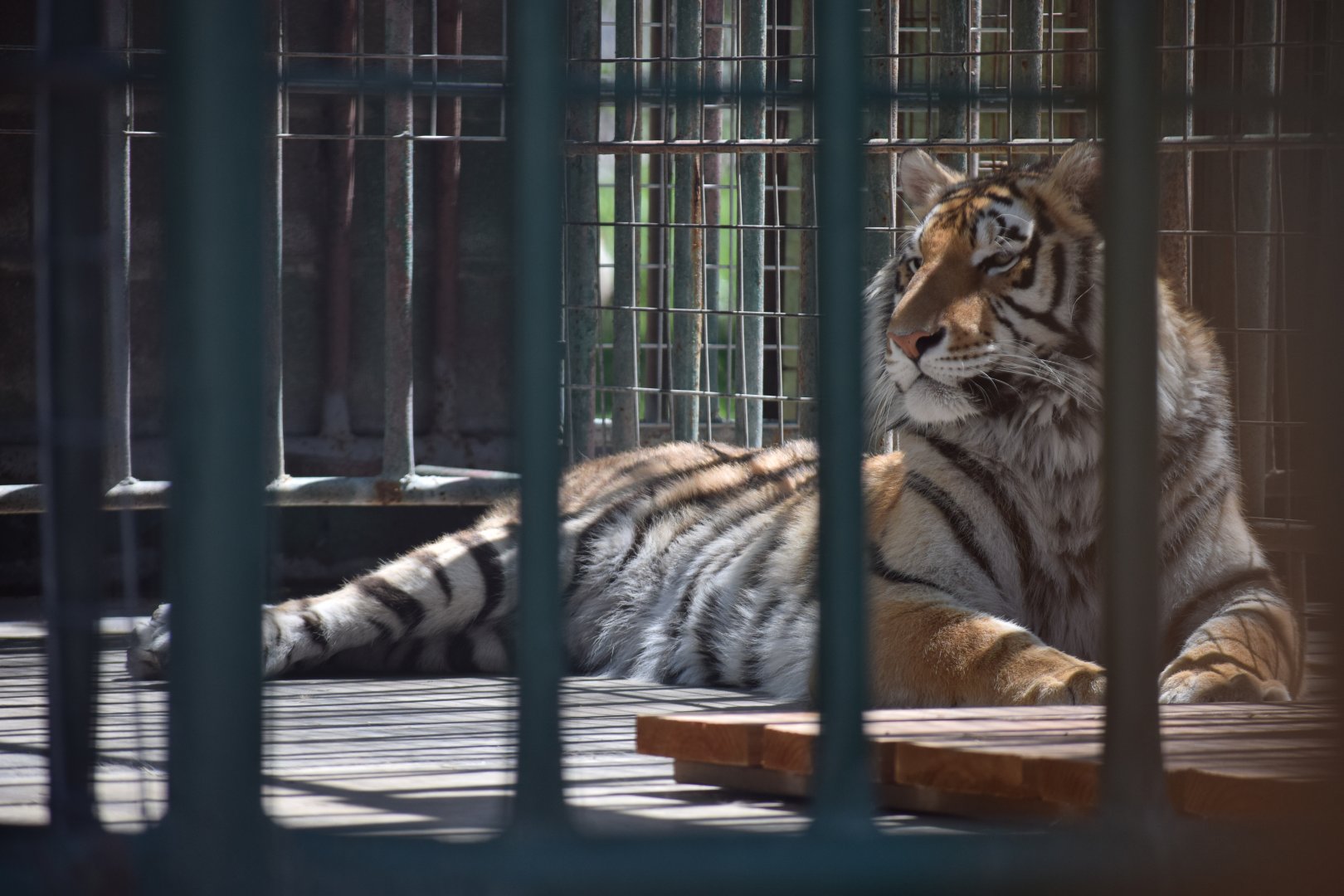 [April 2019] tiger (Panthera tigris) lying