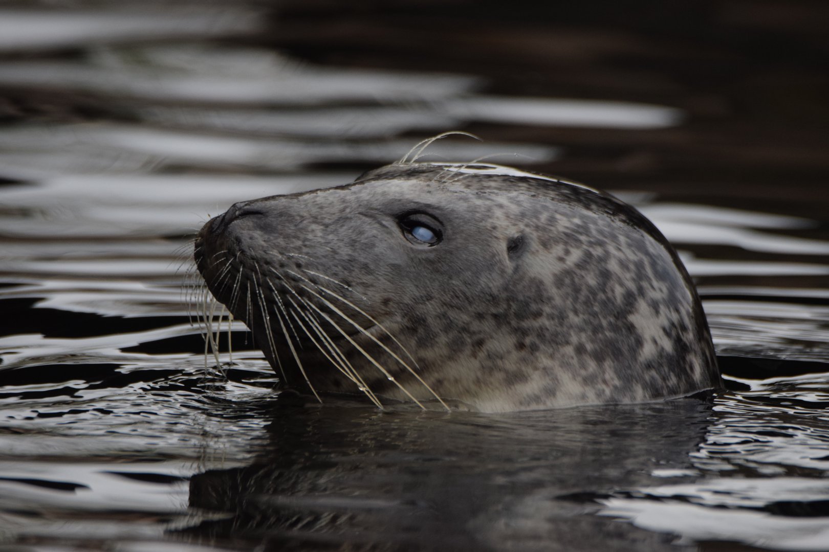 [April 2021] Sea Lion Sound- harbor seal (Phoca vitulina)