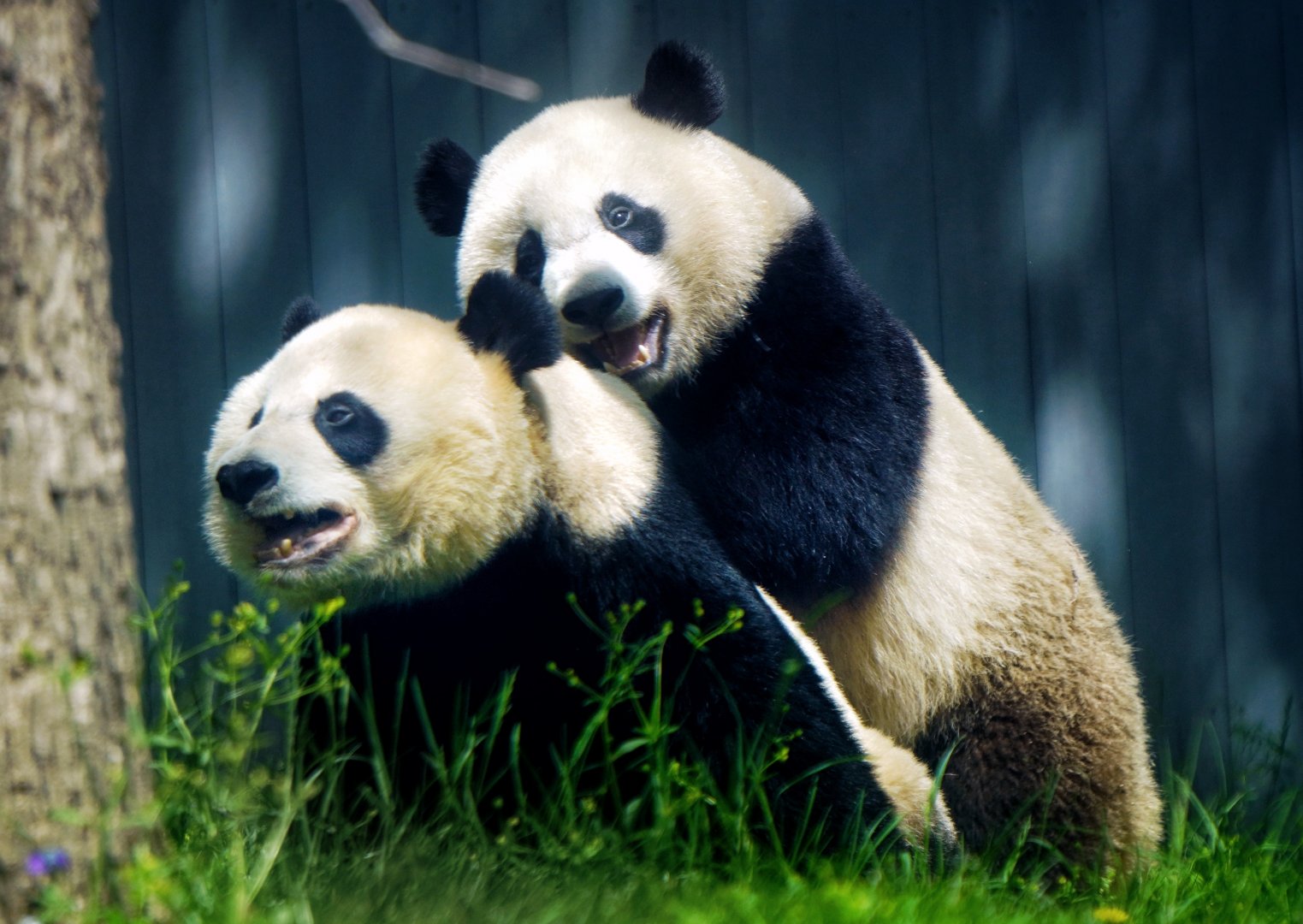 April. 2022 - Asia Trail - Xiao Qi Ji and Mei Xiang