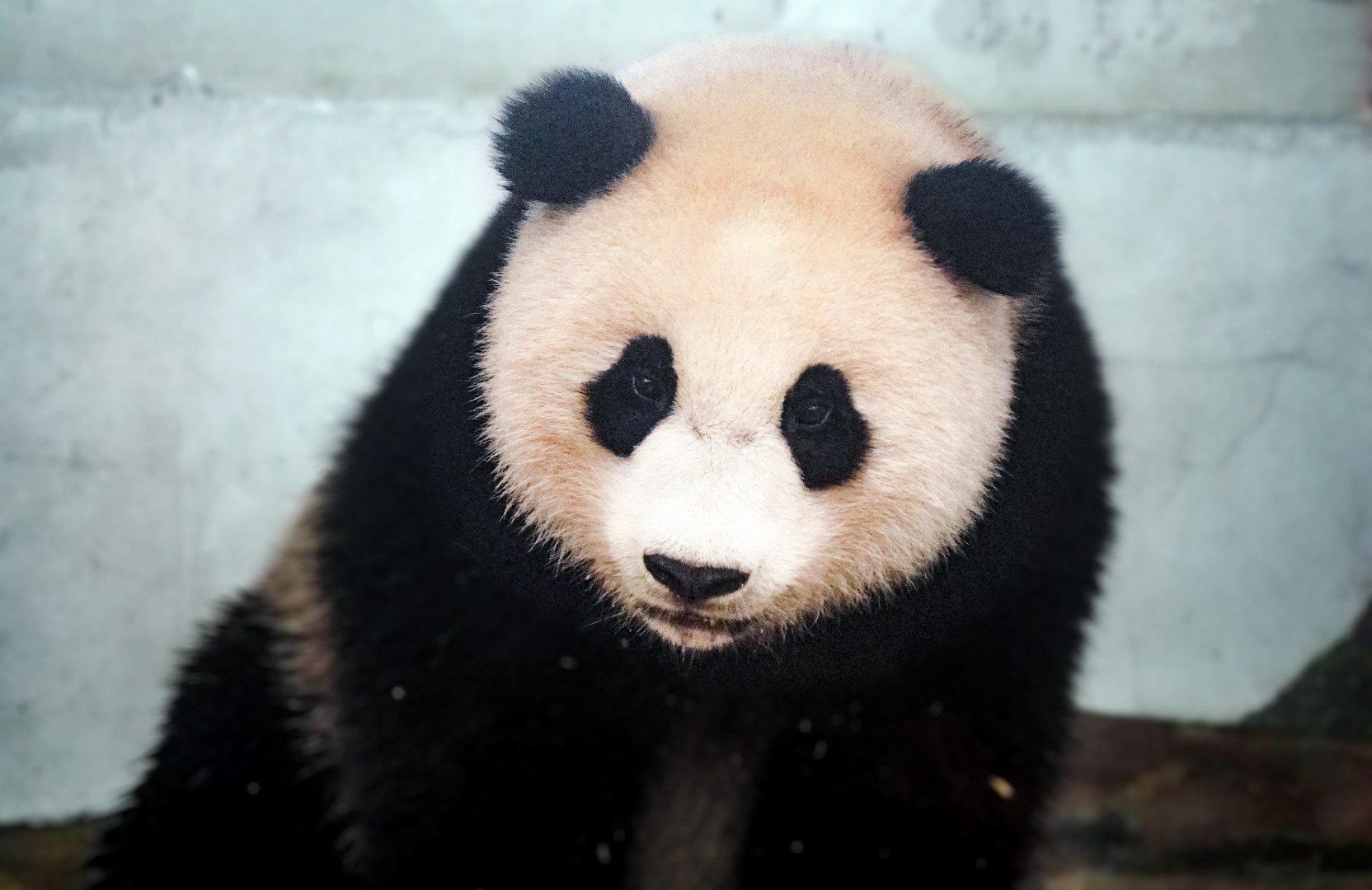 April. 2022 - Asia Trail - Xiao Qi Ji