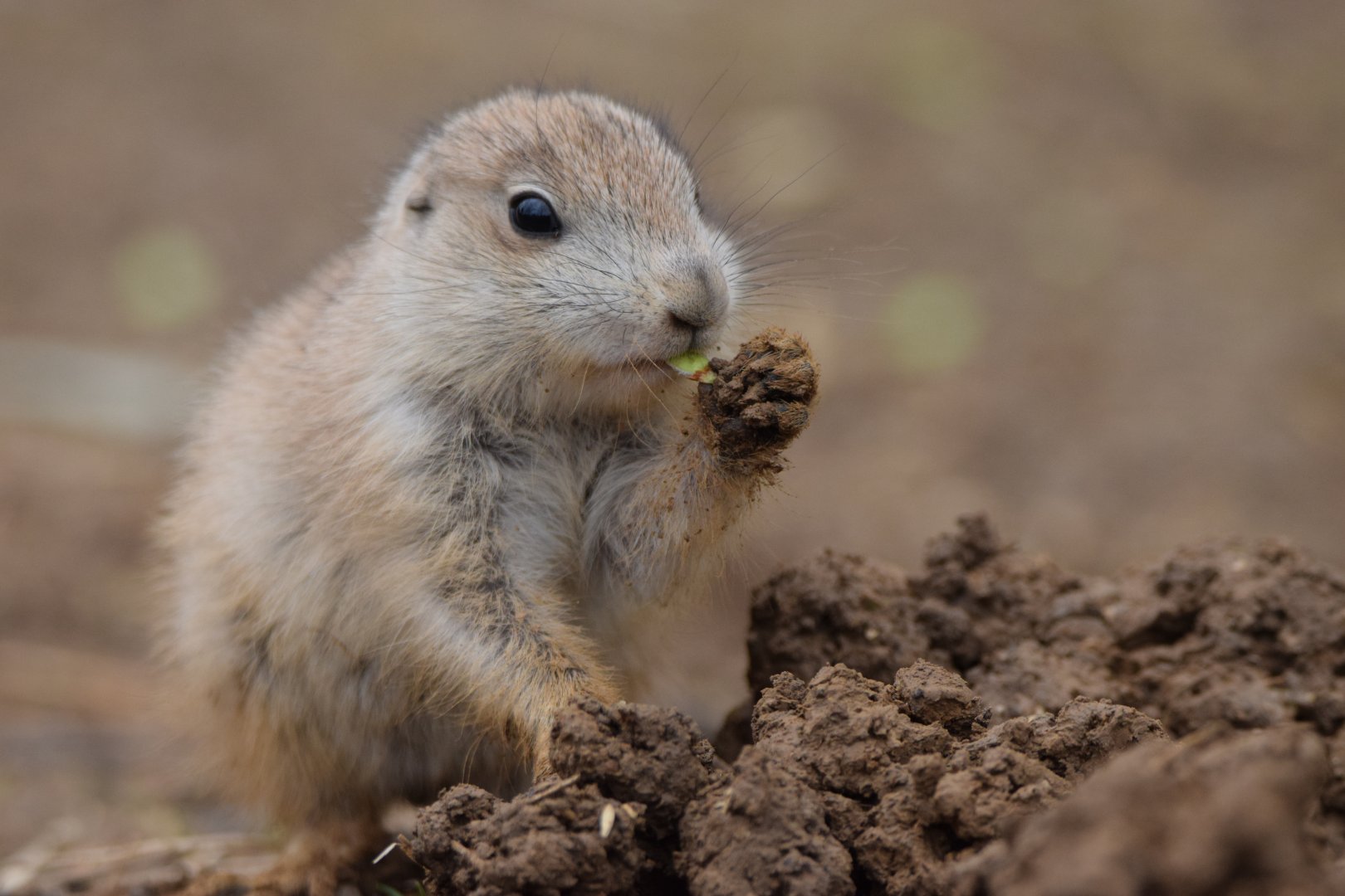 [April 2022] Black-tailed prairie dog (Cynomys ludovicianus) pup eating